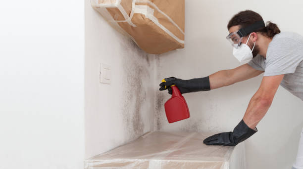 Professional Attic Mold Removal technician working in Coalport, PA