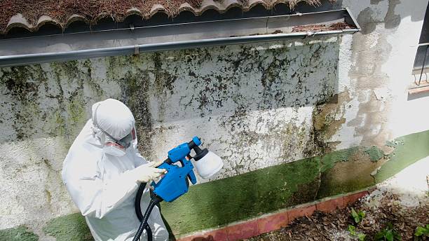 Trusted Attic Mold Removal service in Coalport, PA - Cheap Mold Removal